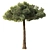 Black Pine Tree 3.5m Exteriors 3D model small image 2