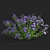 Georgian Aster Flower 3D Models 3D model small image 4