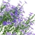 Georgian Aster Flower 3D Models 3D model small image 6