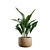 Exotic Indoor Plants Collection Pack 3D model small image 7