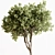 Boxwood Tree Set 299. Box to braid. 3D model small image 1