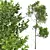 Acer Pseudoplatanus 3D Models Bundle 3D model small image 3