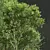 Acer Pseudoplatanus 3D Models Bundle 3D model small image 5