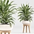 Minimalist Indoor Plants Set 043 3D model small image 3