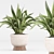 Minimalist Indoor Plants Set 043 3D model small image 7