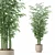  Exotic Plants Bamboo Collection 3D model small image 1