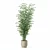  Exotic Plants Bamboo Collection 3D model small image 2