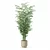  Exotic Plants Bamboo Collection 3D model small image 4