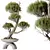 Evergreen Pinus Bonsai Tree 200cm 3D model small image 1