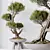 Evergreen Pinus Bonsai Tree 200cm 3D model small image 2