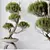 Evergreen Pinus Bonsai Tree 200cm 3D model small image 3