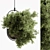 Blooming Beauties: Hanging Plants 3D model small image 1