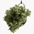 Blooming Beauties: Hanging Plants 3D model small image 2