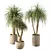 Modern Minimalist Indoor Plant Set 3D model small image 2