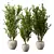 Lush Indoor Plant Set 3D model small image 1