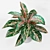 Infinity Aglaonema Plant 3D Model 3D model small image 9