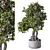 Leafy Trio Plant Set 113 3D model small image 1