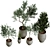 Plant Collection in Pots, Height 62-180cm 3D model small image 4