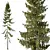 Spruce Tree01 3D Models Collection 3D model small image 2