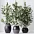 Healthy Ficus Microcarpa Houseplant Set 3D model small image 4