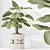 5 Indoor Plant 3D Models 3D model small image 4