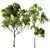 Sycamore 3D Model Bundle 3D model small image 1