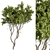 Boxwood Tree Set 301 - Miniature Greens 3D model small image 1