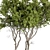 Boxwood Tree Set 301 - Miniature Greens 3D model small image 2