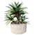 Majestic Potted Agave Plant 3D model small image 3