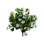 Evergreen Blooming Shrub 3D Collection 3D model small image 4