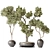 3D Indoor Plant Collection Set 3D model small image 1