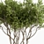 610 Outdoor Tree in Pot 3D model small image 4