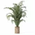 Tropical Beauty: Areca Palm Collection 3D model small image 3