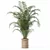 Tropical Beauty: Areca Palm Collection 3D model small image 4