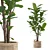 Ficus Lyrata 3D Plant Model 3D model small image 1