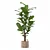 Ficus Lyrata 3D Plant Model 3D model small image 2