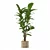 Ficus Lyrata 3D Plant Model 3D model small image 3