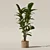 Ficus Lyrata 3D Plant Model 3D model small image 5