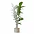 Ficus Lyrata 3D Plant Model 3D model small image 6