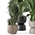 Modern Indoor Plants Set 2102 3D model small image 5