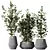 Indian Laurel Ficus Set01 Serenity 3D model small image 1