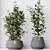 Indian Laurel Ficus Set01 Serenity 3D model small image 2