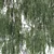 Weeping Birch Tree 4 - 3D Model 3D model small image 4