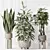 "Diverse Indoor Plant Set 3D 3D model small image 4