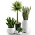 Set of Indoor Plants 3D model small image 6