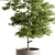 Tree in Pot: Indoor 712 3D model small image 3