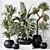 Modern Indoor Plant Set 47 3D model small image 2