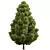 Italian Cypress Bush 3D Models 3D model small image 2