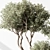 Olive Tree in Pot 3D model small image 2