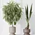 Indoor Plant Set Collection 3D 3D model small image 5